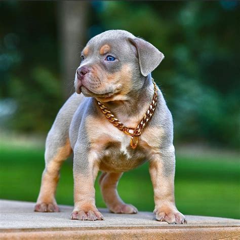 Loving and FREE: Please look at <strong>Me</strong>. . Purebred pitbull puppies for sale near me craigslist